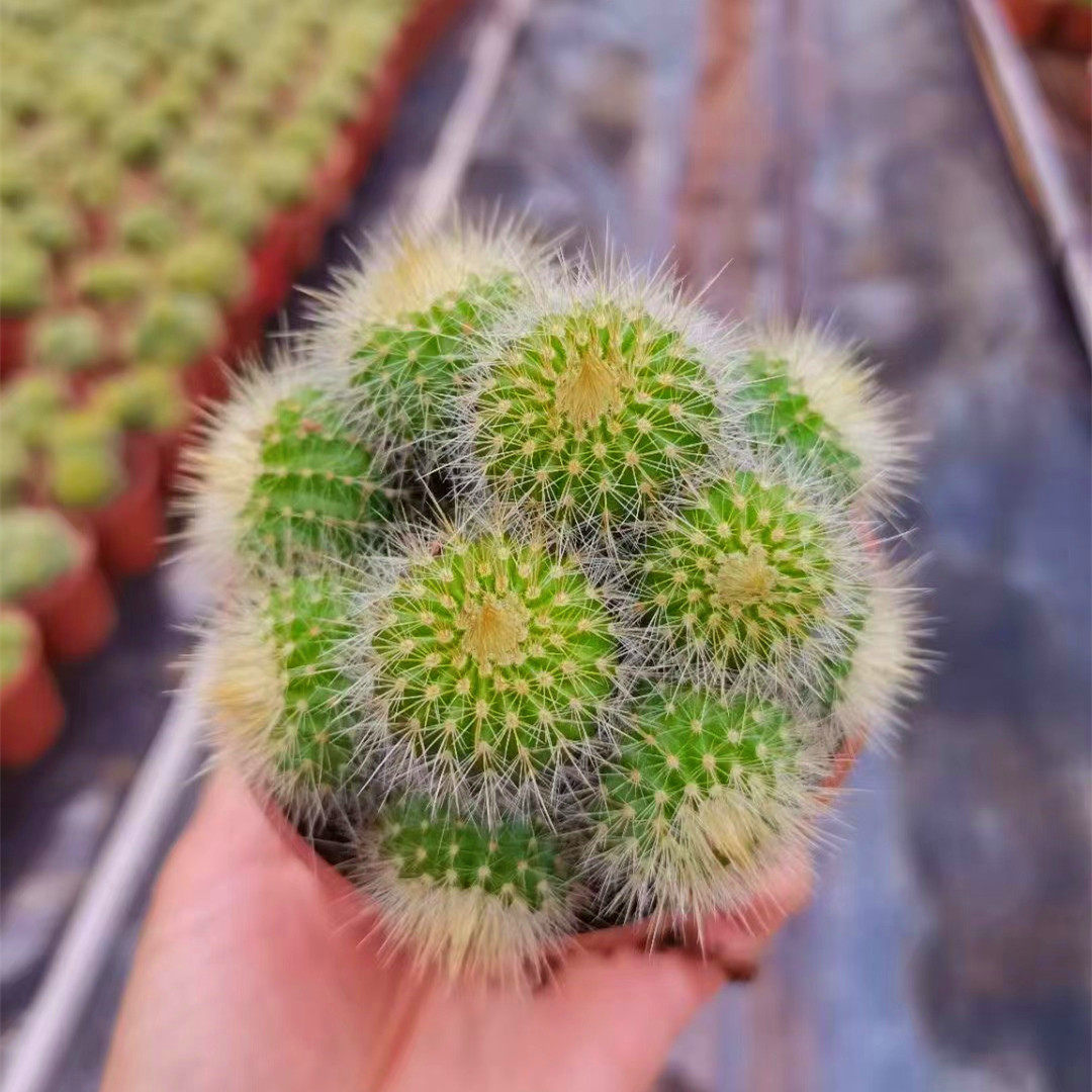 金冠群生多头仙人球实生迷你可爱盆栽多肉植物稀少桌面花卉绿植