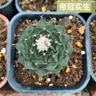 帝冠仙人球实生精品开花仙人掌四大名球现货实拍多肉植物盆栽