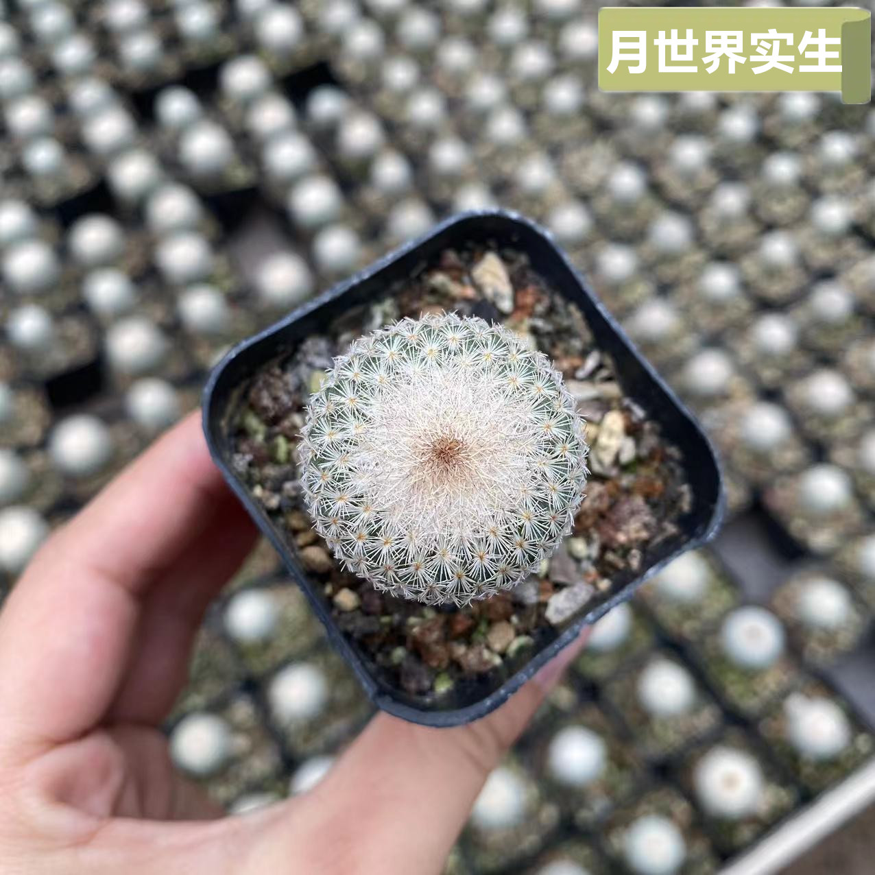 月世界实生仙人掌科清影球属多浆植物开花仙人球精品epithelantha