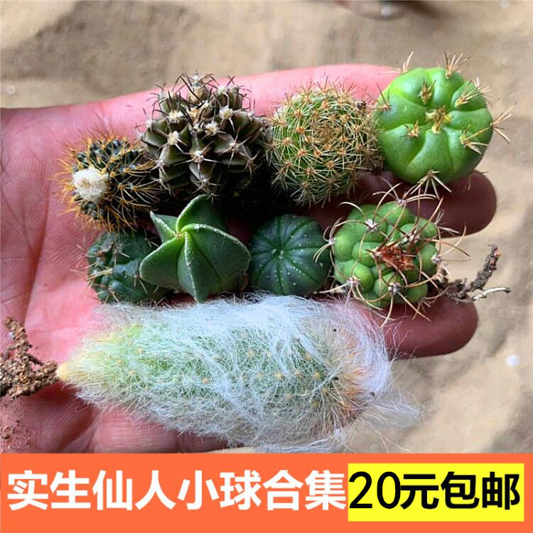 实生仙人球小苗星兜开花多肉植物小球苗稀有品种鸾凤玉组合盆栽花 树上星球planet Plant 淘优券