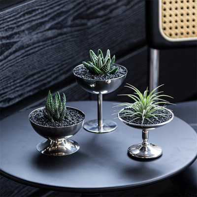 多肉植物空气凤梨组合