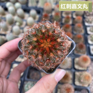 红刺嘉文丸仙人球实生乳突球属稀有品种精品开花仙人掌多肉植物花