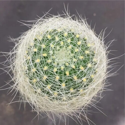 银翁玉仙人球植物盆栽