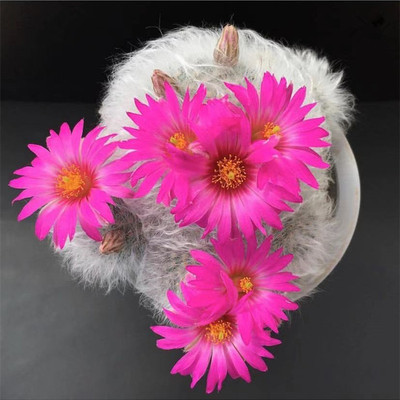 丽光殿群生开花仙人球