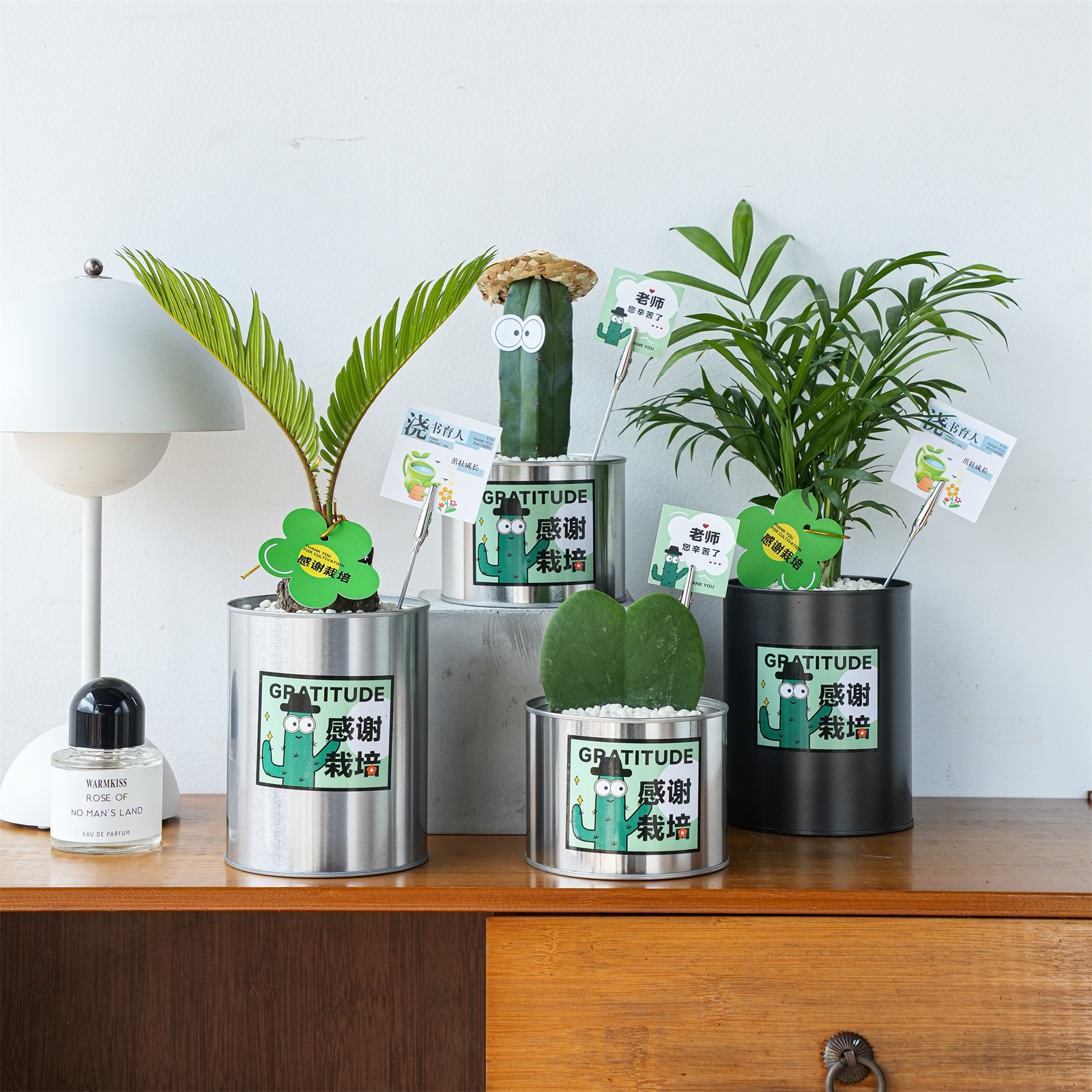 【教师节礼物】仙人掌组合盆栽多肉植物创意礼品办公室桌面小绿植