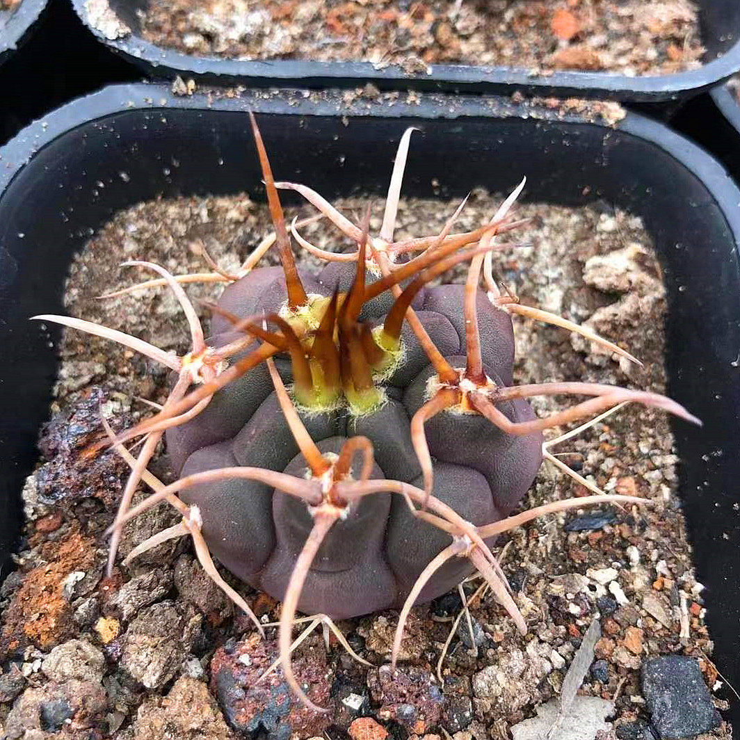 贵货仙人球实生 守金摩天龙魔天龙仙人掌多肉植物室内盆栽花卉