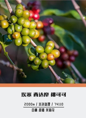 SOR单一源咖啡 埃塞 西达摩 桃可可 74110 水洗 手冲单品豆150g