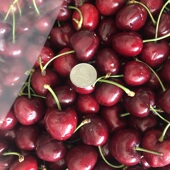 包邮 新鲜水果智利进口车厘子大樱桃jjj级果径30 32mm礼盒多地顺丰