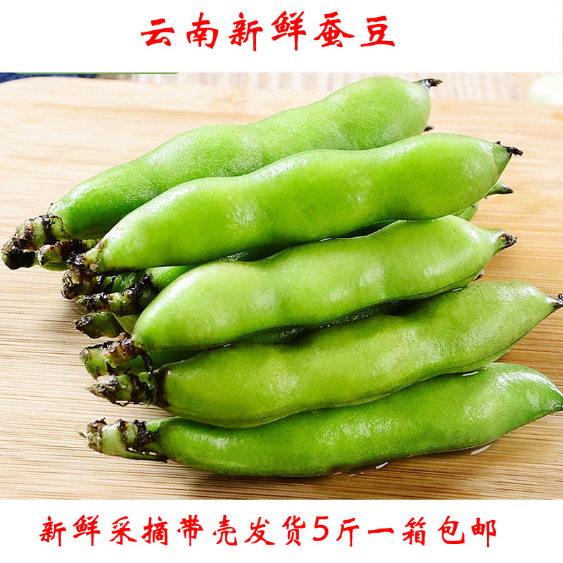 云南新鲜蔬菜新鲜蚕豆当天采摘