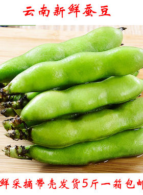 蚕豆角 云南新鲜蚕豆带壳豆角青蚕豆新鲜蔬菜胡豆农户种植包邮
