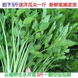 云南野生水芹菜新鲜包邮 新鲜蔬菜野芹菜农家 绿色有机蔬菜包邮