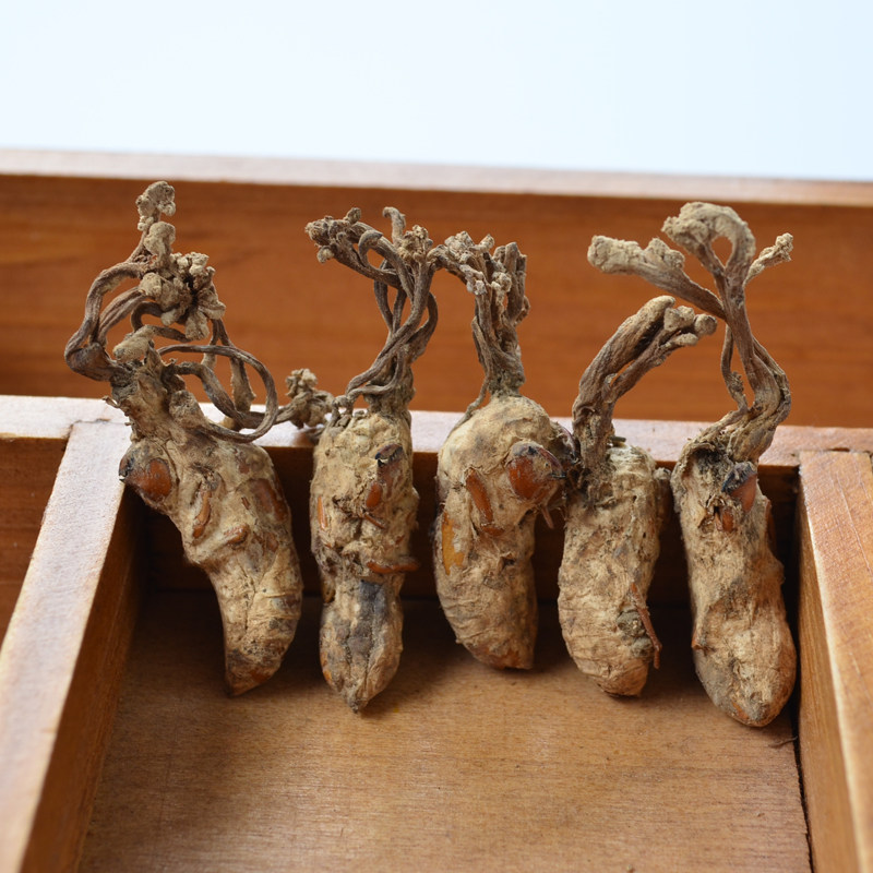 大别山金寨野生金蝉花图片