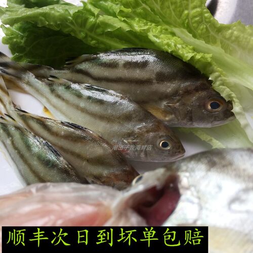阳江闸坡鲜活深海斑猪鱼