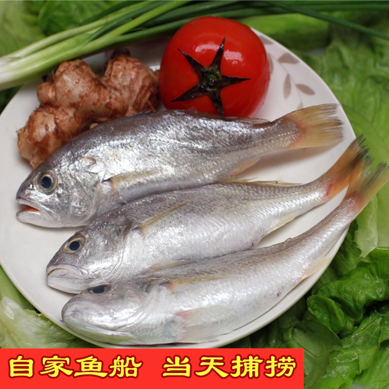 深海鱼白姑鱼话鱼划鱼仔阳江水产闸坡海鱼梅子鱼湛江海鲜500