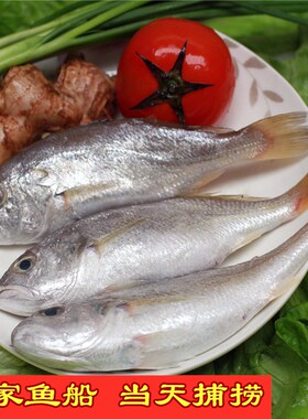 白姑鱼鲜活划鱼划仔鱼海鱼冷冻野生石头鱼小黄鱼话仔鱼500克