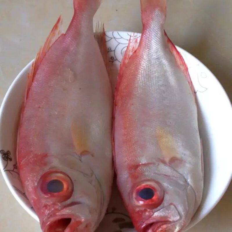 阳江特产天然大眼鱼大目鱼深海闸坡海产品海鱼新鲜鲜活500克