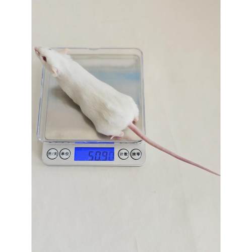 小鼠体重秤大鼠体重秤实验小动物电子秤天平宠物体重计高精度称量