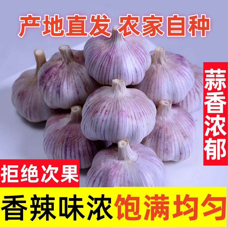 【回购率高】杞县紫白皮大蒜新干蒜子大蒜头新鲜红皮优质干蒜便宜