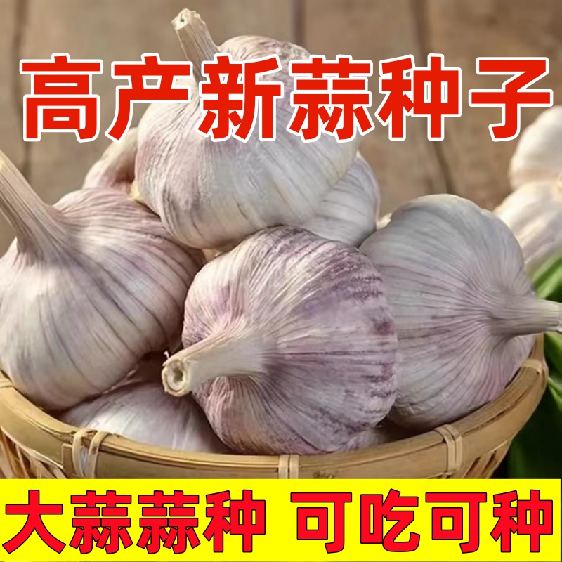 紫白皮红皮种子紫白皮红皮