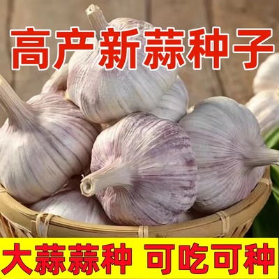 紫白皮红皮种子紫白皮红皮