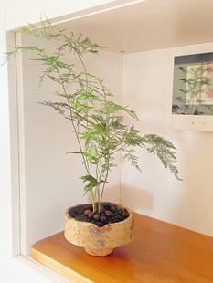 兔哥卖瓷记  景德镇宋代精品匣钵花器柴烧陶瓷盆栽底座古朴花盆