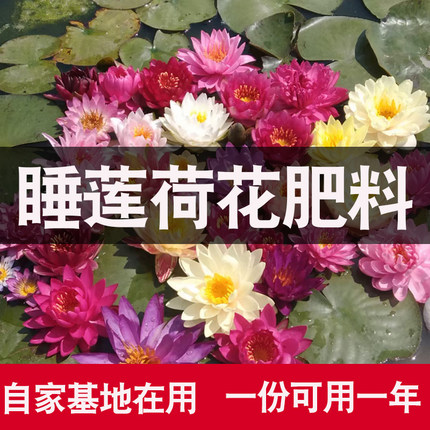 睡莲观赏荷花自用