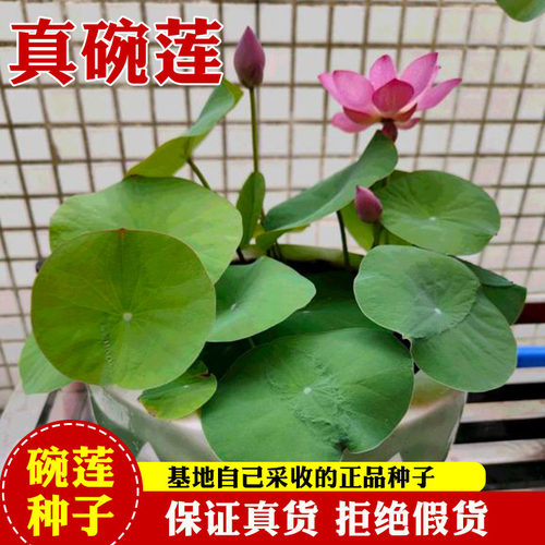 碗莲种子池塘庭院花盆种植真种子