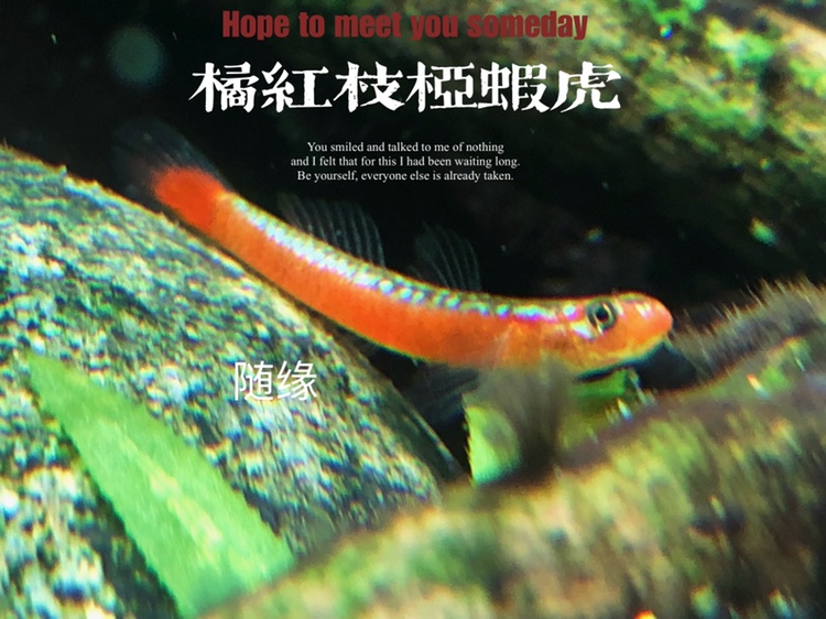 橘红浅红裕红枝桠虾虎
