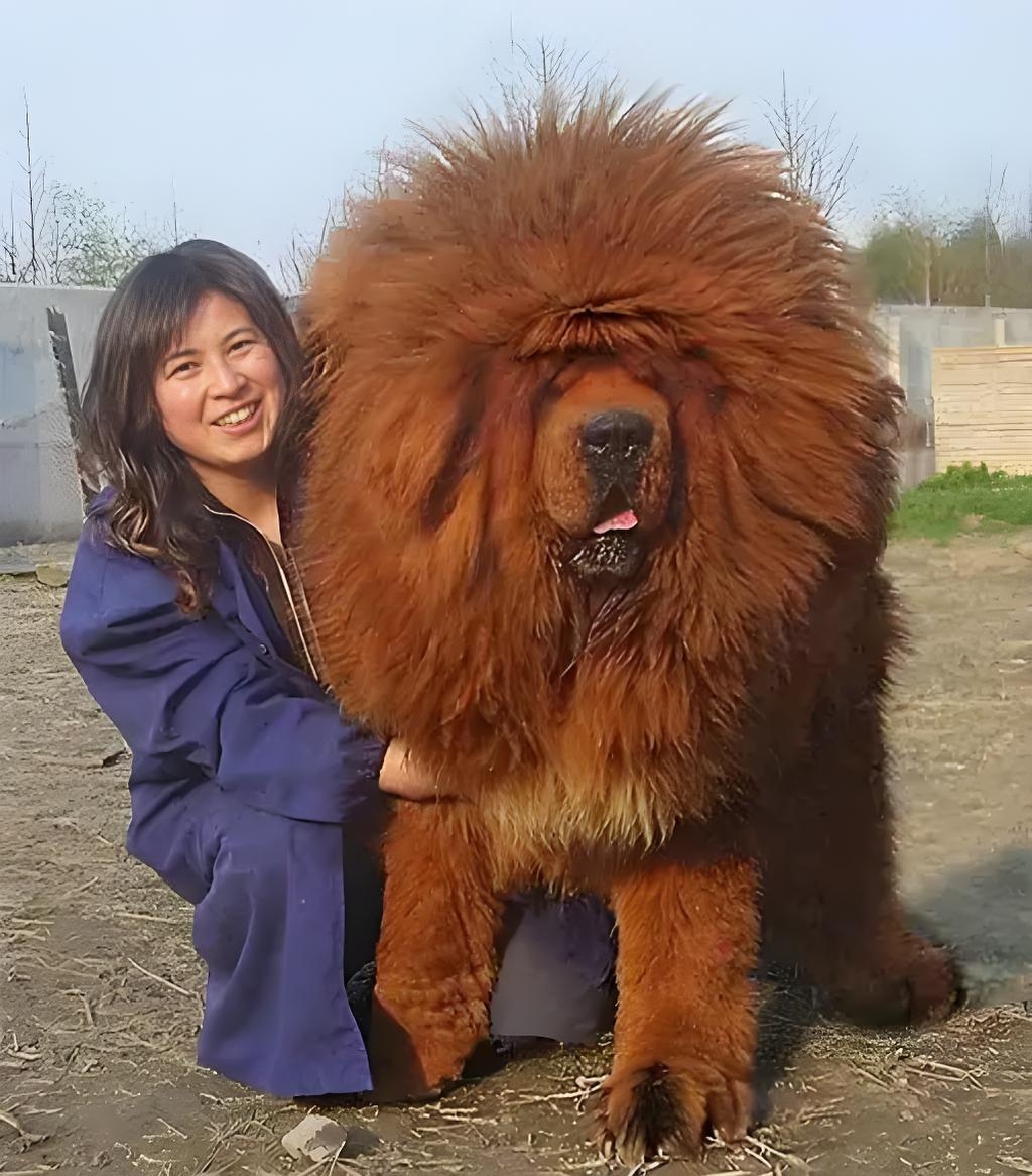 纯种藏獒犬出售铁包金藏獒幼犬白色雪獒幼犬狮王藏獒巨型护卫猛犬