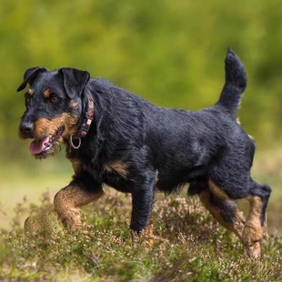 猎梗幼犬德国短毛猎梗幼犬活体纯种长毛猎梗犬中小型猎犬火梗幼犬