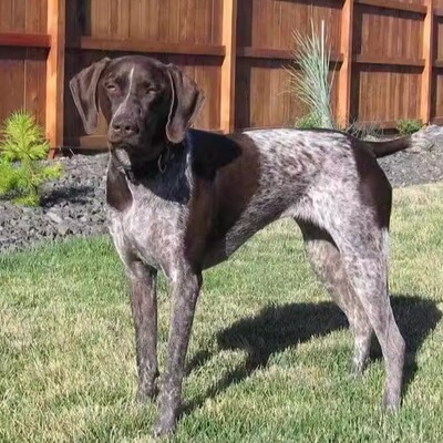 波音达猎犬活体纯种狩猎犬