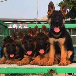 出售德国牧羊犬幼犬活体纯种狼狗警犬幼崽黑背犬弓背德牧幼犬护卫