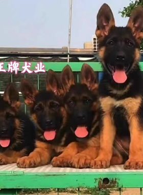 德国牧羊犬幼犬活体纯种狼狗