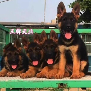 出售德国牧羊犬幼犬活体纯种狼狗警犬幼崽黑背犬弓背德牧幼犬护卫