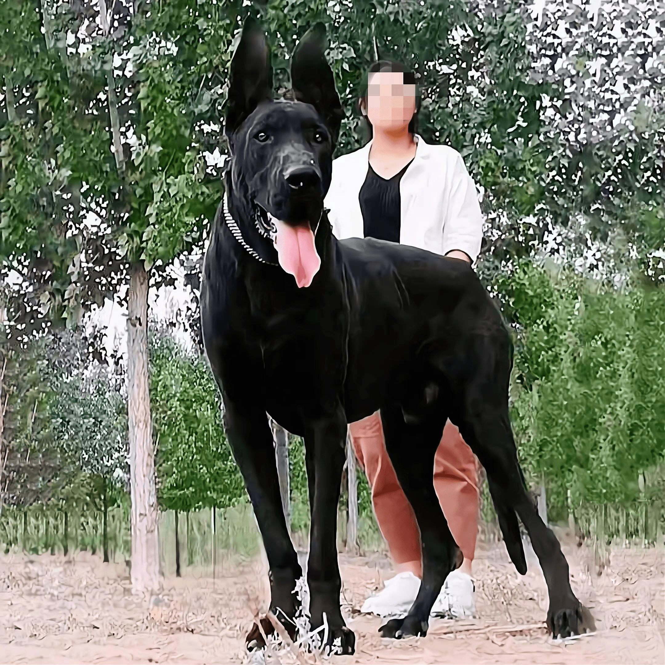 纯种黑狼犬幼犬墨界黑狼中华黑狼幼犬护卫犬狼犬看家护院狼狗活体