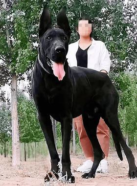 纯种黑狼犬幼犬墨界黑狼中华黑狼幼犬护卫犬狼犬看家护院狼狗活体