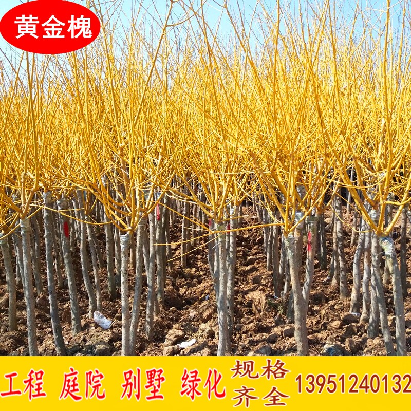 工程绿化苗木金枝国槐树苗 嫁接黄金槐金丝槐垂槐刺槐龙爪槐树苗|msdalam kategori penghantaran bunga/bunga simulasi/tumbuhan berkebun, 花园植物/行道树/果树, 行道树/乔木 - dari Buy2taobao.com untuk memberikan perkhidmatan ejen Taobao profesional membeli