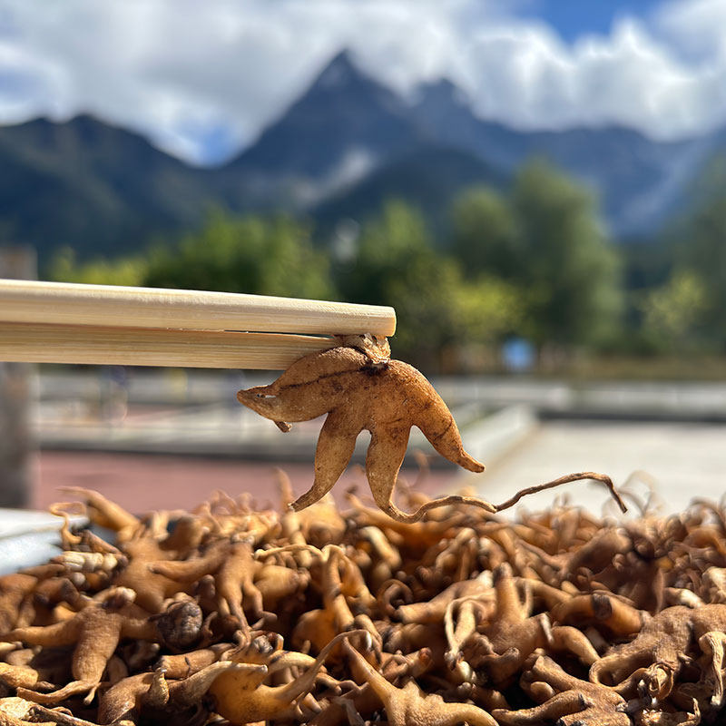 西藏特产野生佛手掌参250克林芝产无添加干货大货佛手参