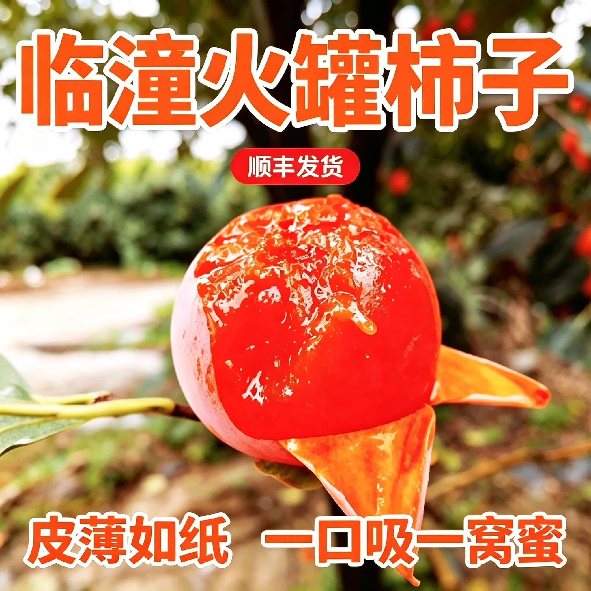 顺丰速运临潼火罐柿子现摘现发