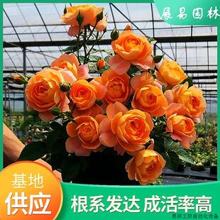 月季爬藤花苗四季开花浓香大花庭院植物蔷薇花苗藤本花卉盆.议价