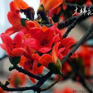 木棉花树苗庭院风景树苗英雄花攀枝花工程绿化名贵盆栽地栽.议价