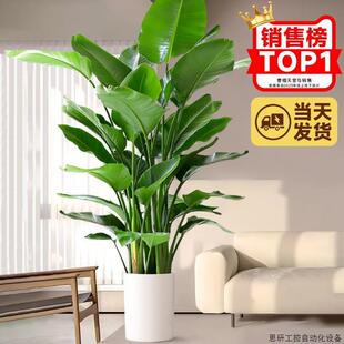 天堂鸟客厅绿植盆栽室内好养大叶植物适合办公室真花卉盆景.议价