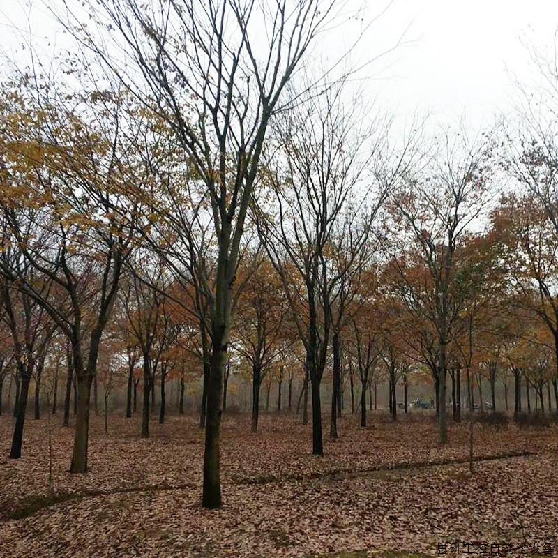 基地乔木榉树树苗 红榉大树 榉树大树苗绿化造景园林风.议价