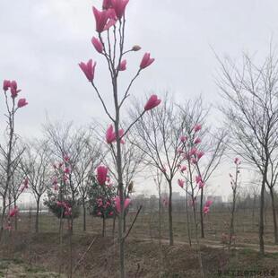 基地小型苗红花玉兰 娇红1号玉兰花盆栽 户外田埂地栽.议价