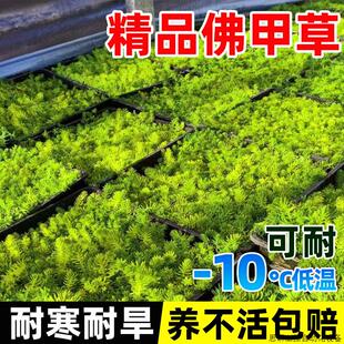 佛甲草苗黄金金叶佛甲草草皮过路黄姬岩垂草中华景天耐寒地.议价