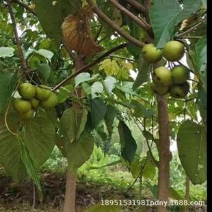油桐花树桐子树苗植树造林绿化荒山经济桐油树种现挖现发保.议价