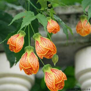 扶桑花纹金铃花盆栽木本灯笼风铃瓣悬铃花苗倒挂金钟花卉植.议价