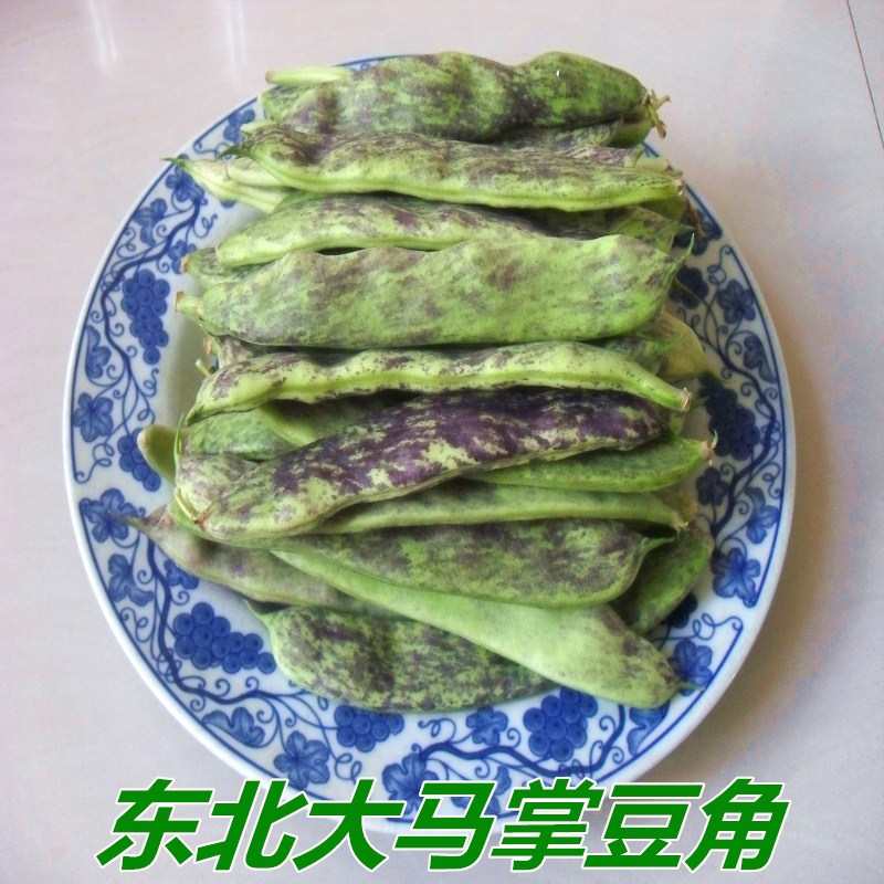 黑龙江大马掌豆角东北油豆角黄金勾豆角包邮