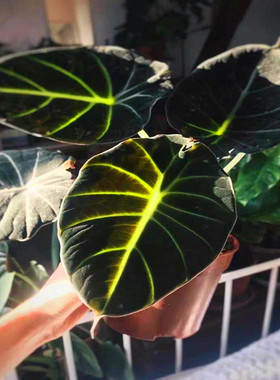 颜植 进口稀有黑天鹅Alocasia Black velvt海芋绒面观叶植物ins风