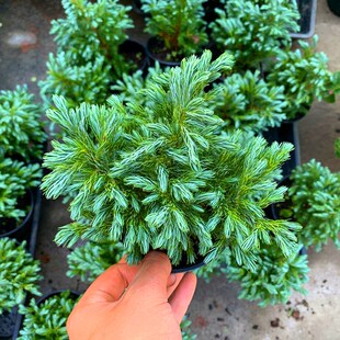 蓝湖柏 蓝色波尔瓦 日本花柏室内阳台庭院多年生耐寒盆栽观叶植物